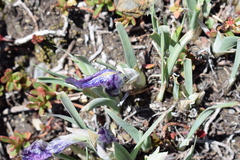 Iris tigridia