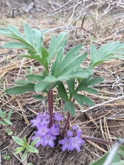 Hydrophyllum alpestre