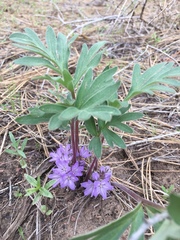 Hydrophyllum alpestre