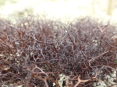 Bryocaulon divergens