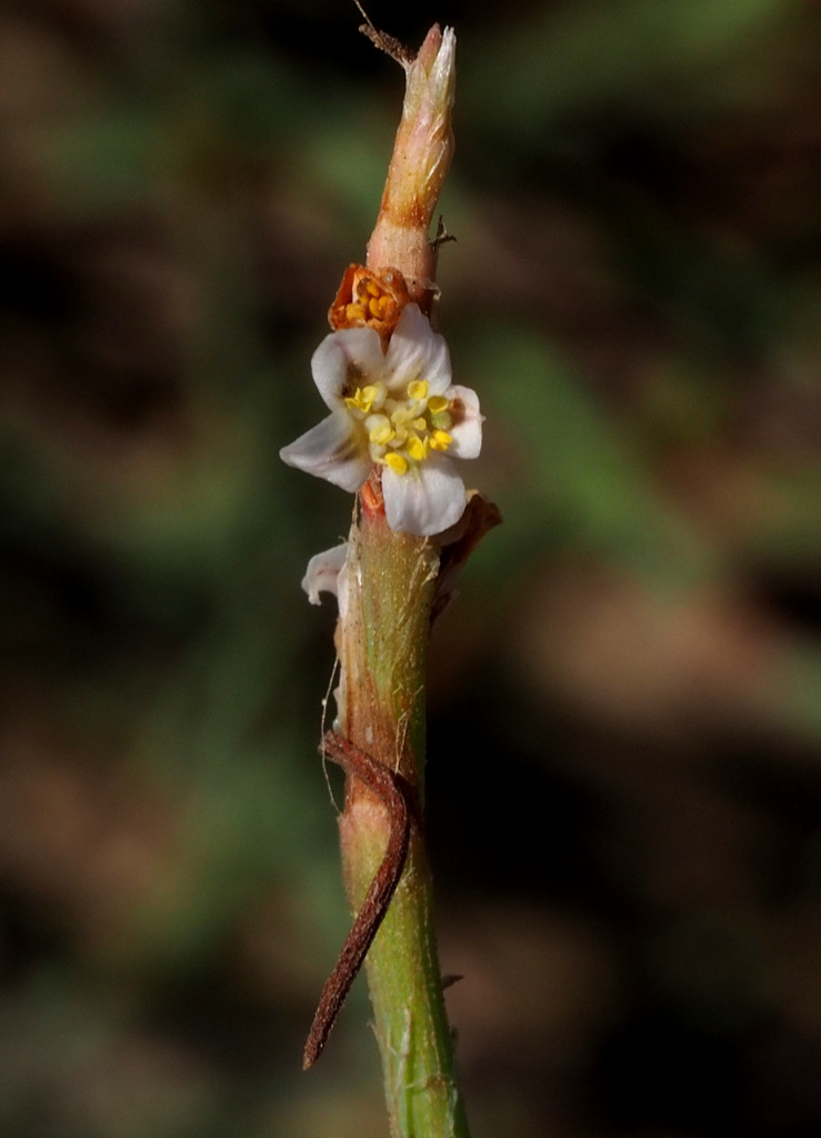 Polygonum palaestinum
