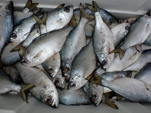 Flagtail (Kuhlia munda) — Kuhliidae