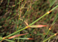 Polygonum palaestinum
