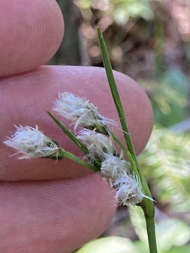 Thinleaf cottonsedge (Eriophorum viridicarinatum)
