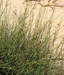 Polygonum palaestinum