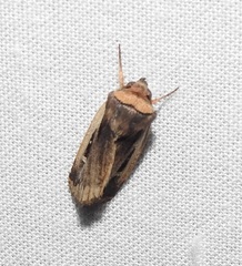 Proteuxoa tortisigna