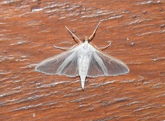 Palpita margaritacea