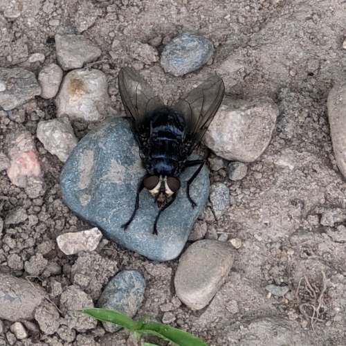 Shiny Blue Bottle Fly photo 4
