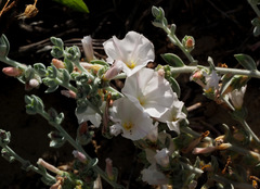 Convolvulus lanatus