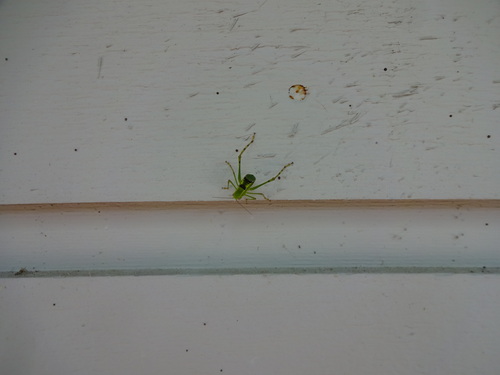 Giant Katydid photo 6