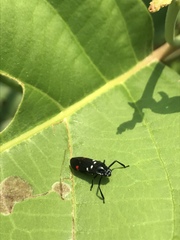 Callitettix versicolor