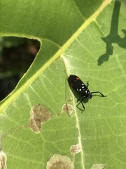 Callitettix versicolor