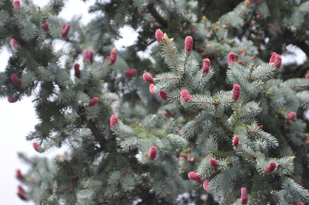 Picea pungens
