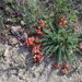 Astragalus suprapilosus - Photo (c) Еlena, μερικά δικαιώματα διατηρούνται (CC BY-NC), uploaded by Еlena