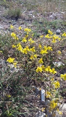 Helianthemum oelandicum orientale