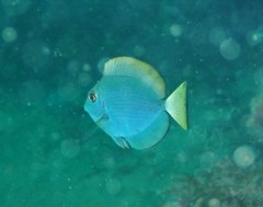 Acanthurus mata