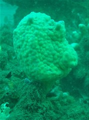 Pyura spinifera