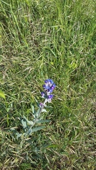 Anchusa leptophylla