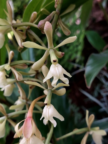 Image of Epidendrum coronatum by (c) Francis Pérez, some rights reserved (CC BY)