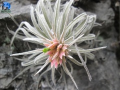 Tillandsia mauryana
