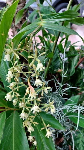 Epidendrum coronatum, photograph 6