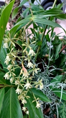 Epidendrum coronatum, photograph (c) Francis Pérez, some rights reserved (CC BY)