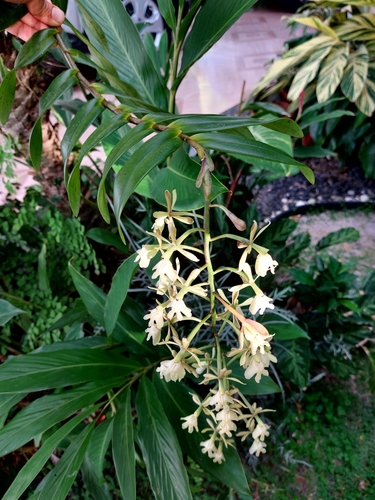 Image of Epidendrum coronatum by (c) Francis Pérez, some rights reserved (CC BY)