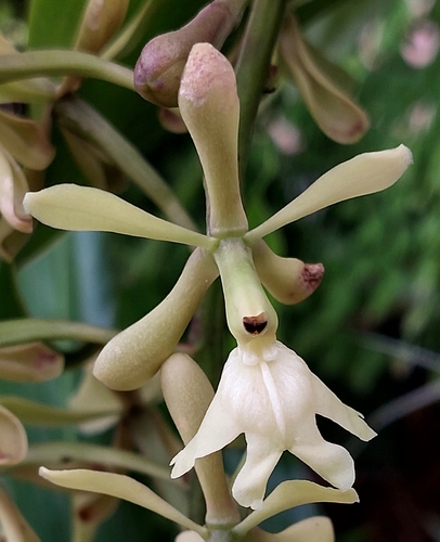 Image of Epidendrum coronatum by (c) Francis Pérez, some rights reserved (CC BY)