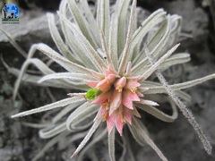 Tillandsia mauryana