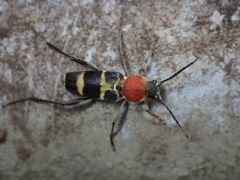 Xylotrechus rufilius