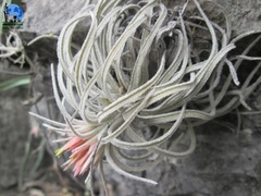 Tillandsia mauryana