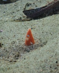 Apterichtus australis