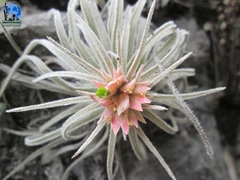 Tillandsia mauryana