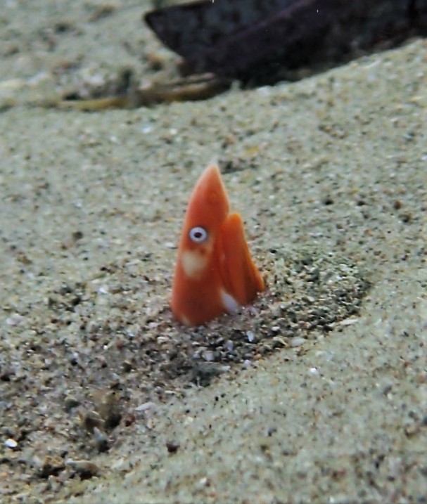 Snake Eel