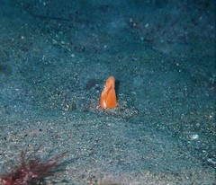 Apterichtus australis