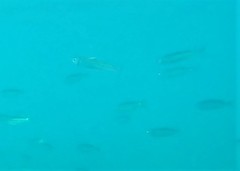 Atheriniformes