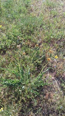 Takhtajaniantha crispa