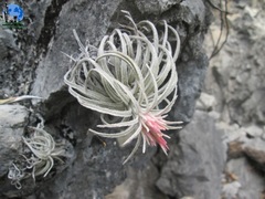 Tillandsia mauryana