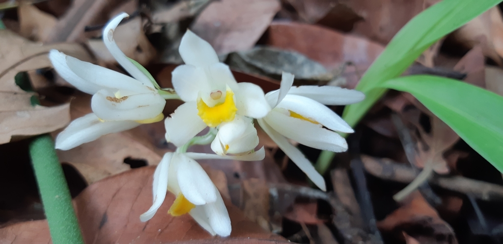 Pinalia acervata (Pinalia acervata)