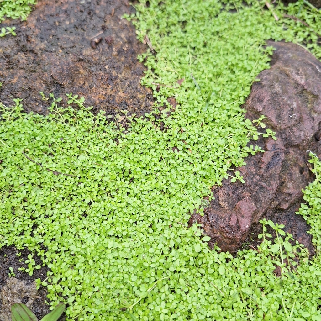 Callitriche capricorni (Callitriche capricorni)
