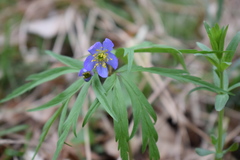 Anemonoides caerulea