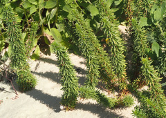 Artemisia monosperma