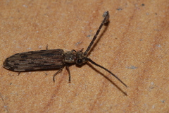 Cupedidae