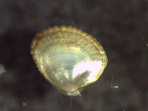 Acila castrensis observed 2016-04-12