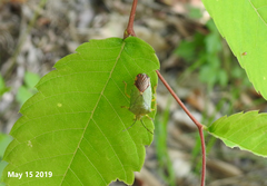 Acanthosoma crassicaudum
