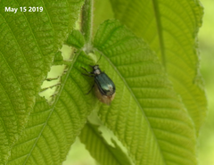 Gastrolina thoracica