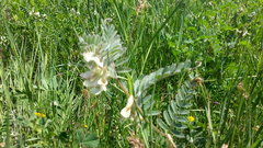 Vicia pannonica