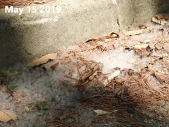 Populus tomentiglandulosa