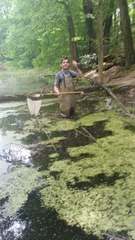 Charophyta