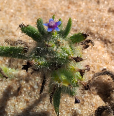 Anchusa aggregata